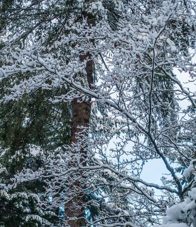 Fresh snow clings to tree branches somewhere in the Pacific Northwest.の写真素材