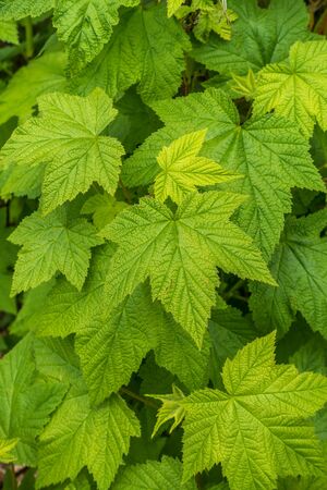 A macro shot of textured green leaves. Backgorund or texture.