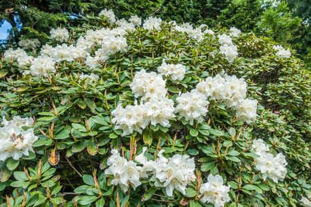 A closeup shot of white Rhododendron blossoms that seem to go on forever.の写真素材