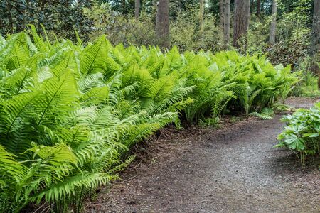 A macro shot of delicate ferns in the Pacific Northwest. Background or texture.の写真素材