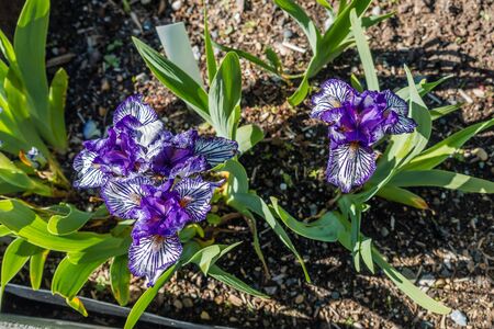 A macro shot of Iris flowers.の写真素材