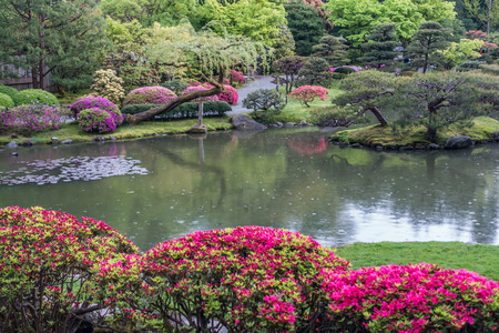 Raindrops hit the pond surface at a Seattle garden.の写真素材