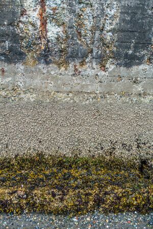 A macro shot of a sea wall. Texture or background.の写真素材