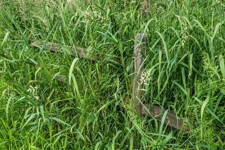 Tall grass grows over a wooden fence. Macro shot.の写真素材