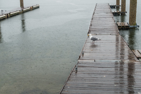 A view of a dock in Redondo Beach, Washington. It is raining.の写真素材
