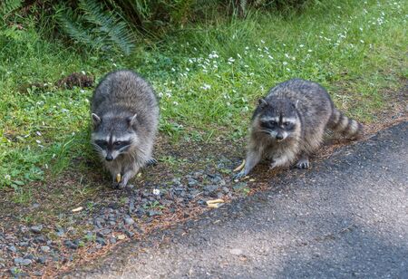 A view of two raccoons on the side of the road at Point Defiance Park in Tacoma, Washington.の写真素材