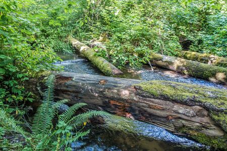 A view of decaying tree in a Pacific Northwest stream.の写真素材