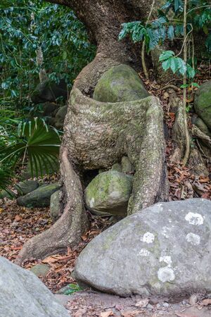 Macro shot of a tree root in the Iao Valley on Maui, Hawaii.