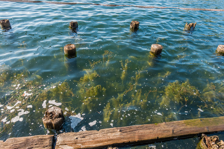 Plants grow up near old pilings at Gene Coulon Park in Renton, Washington.の写真素材