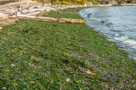 Green seaweed covers the shore in Normandy Park, Washington.