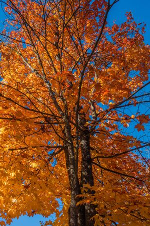 A tree in Burien, Washington radiates golden Autumn colors. Background shot.の写真素材