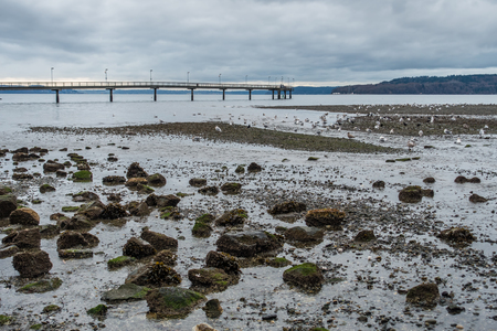 A view of the pier and birds at low tide In Des Moines, Washington. Photo taken in January.の写真素材