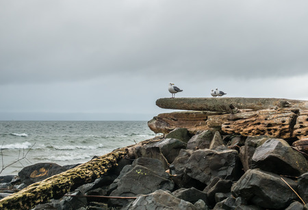 Three seagulls sit on a driftwood log.の写真素材