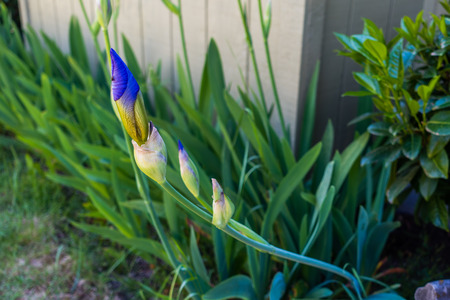 A closeup shot of an Iris flower that is about to open.