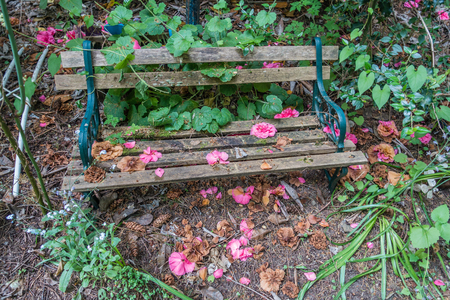 A small garden bench fights off mother nature.の写真素材