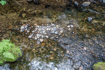Dry rocks contrast with wet in this Pacific Northwest creek.