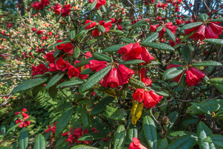 A background shot of shiny red flowers.の写真素材