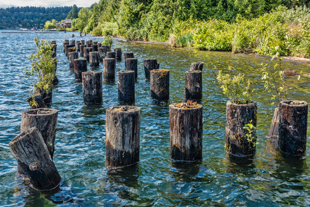 Bushes grow from burnt pilings in Renton, Washington.の写真素材
