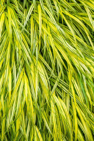 A backgrund shot of long thin yellow and green leaves.の写真素材