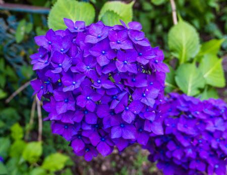 A closeup shot of purple Hydrangea blossoms.の写真素材