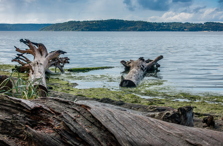 A landscape view of driftwood along the Puget Sound.の写真素材