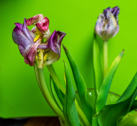 A closeup shot of a colorful flower.の写真素材
