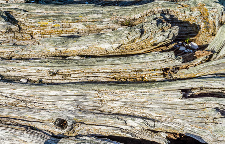 A closeup background shot of shoreline driftwood.