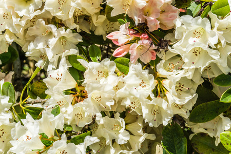 An abundance of white flowers adorn this Rhododendron bush in Seatac, Washington.の写真素材
