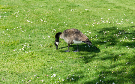 A Canada Goose eats grass.の写真素材