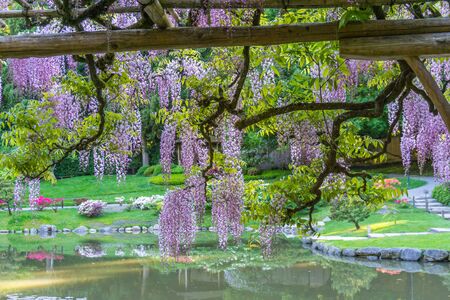 Wisteria flowers hang over a pond in a Seattle garden.の写真素材