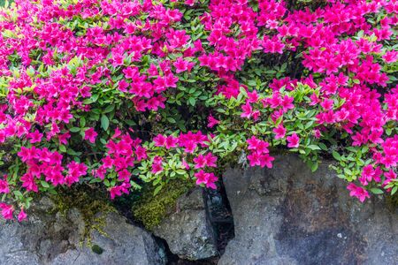 Flow grow above a hard rock wall in a garden in Seattle, Washington.の写真素材