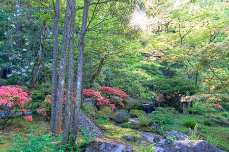 Flowers are in full bloom in this garden in Seattle, Washington.の写真素材