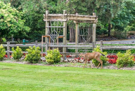 A deer wander into the garden area of Point Defiance Park in Tacoma, Washington.の写真素材