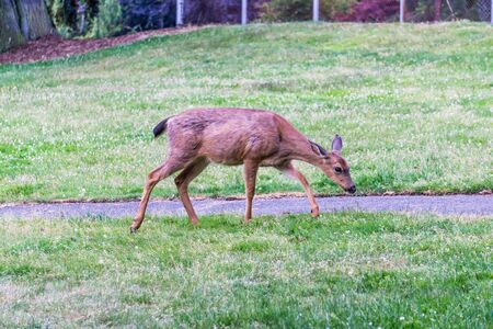 A deer grazes in the grassy area of Point Defiance Park in Tacoma, Washington.の写真素材