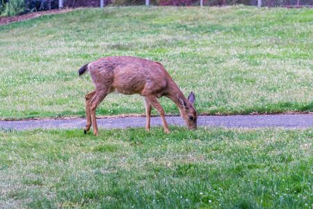 A deer grazes in the grassy area of Point Defiance Park in Tacoma, Washington.の写真素材