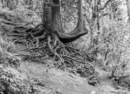 Roots on a tree are mostly above ground on this hill.の写真素材