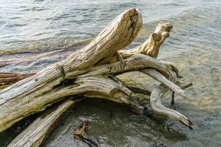 Driftwood sits in the water on the shoreline at Dash Point State Park in Washington State.の写真素材