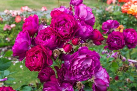 A close-up shot of a cluster of purple roses at Point Defiance Park in Tacoma, Washington.の写真素材