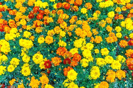 A view of brilliant Marigolds at Point Defiance Park in Tacoma, Washington.の写真素材
