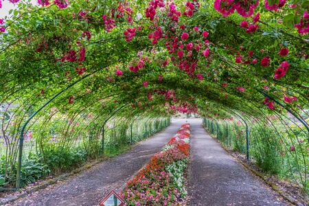 A rose arbor creates a tunnel at Point Defiance Park in Tacoma, Washington.の写真素材