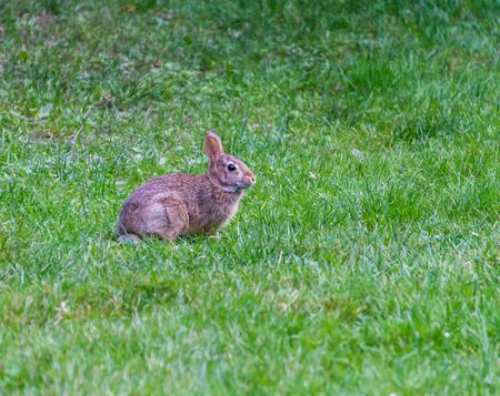 A brown rabbit at the Seattle Arboretum.の写真素材