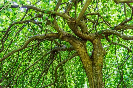 Light shines through an umbrella of leaves at the Seattle Arboretumの写真素材