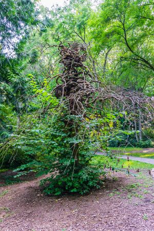 An unusual gnarly tree at the Seattle Arboretum.