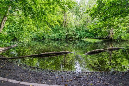 Lily pads at the Seattle Arboretum.の写真素材