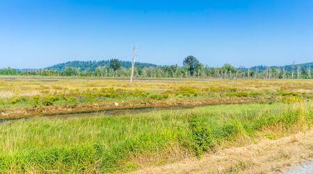 Abundant grass in the Nisqually Wetlands in Washington Statel.の写真素材