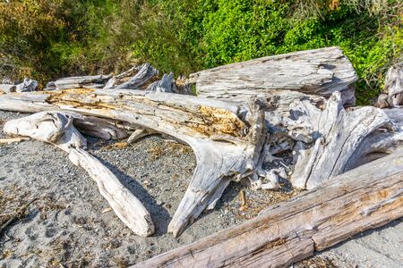 A veiw of driftwood in Normandy Park, Washington.の写真素材