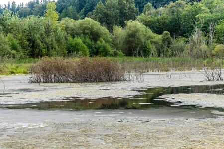 Wildlofe refuge wetlands in Kent, Washington.