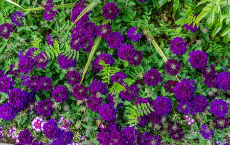 A background shot of purple flowers.の写真素材