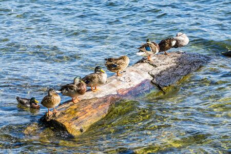 Ducks sitting on a log in a lake.の写真素材