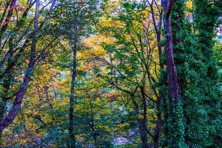 A mixture of fall colors in Des Moines, Washington.